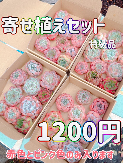 寄せ植えセット　特級品