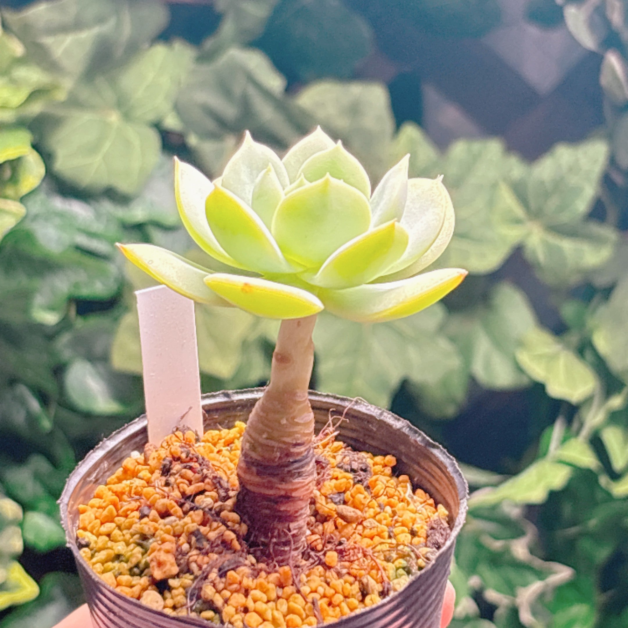 多肉植物の販売・通販サイト | Bull Succulent(ブルサキュレント)