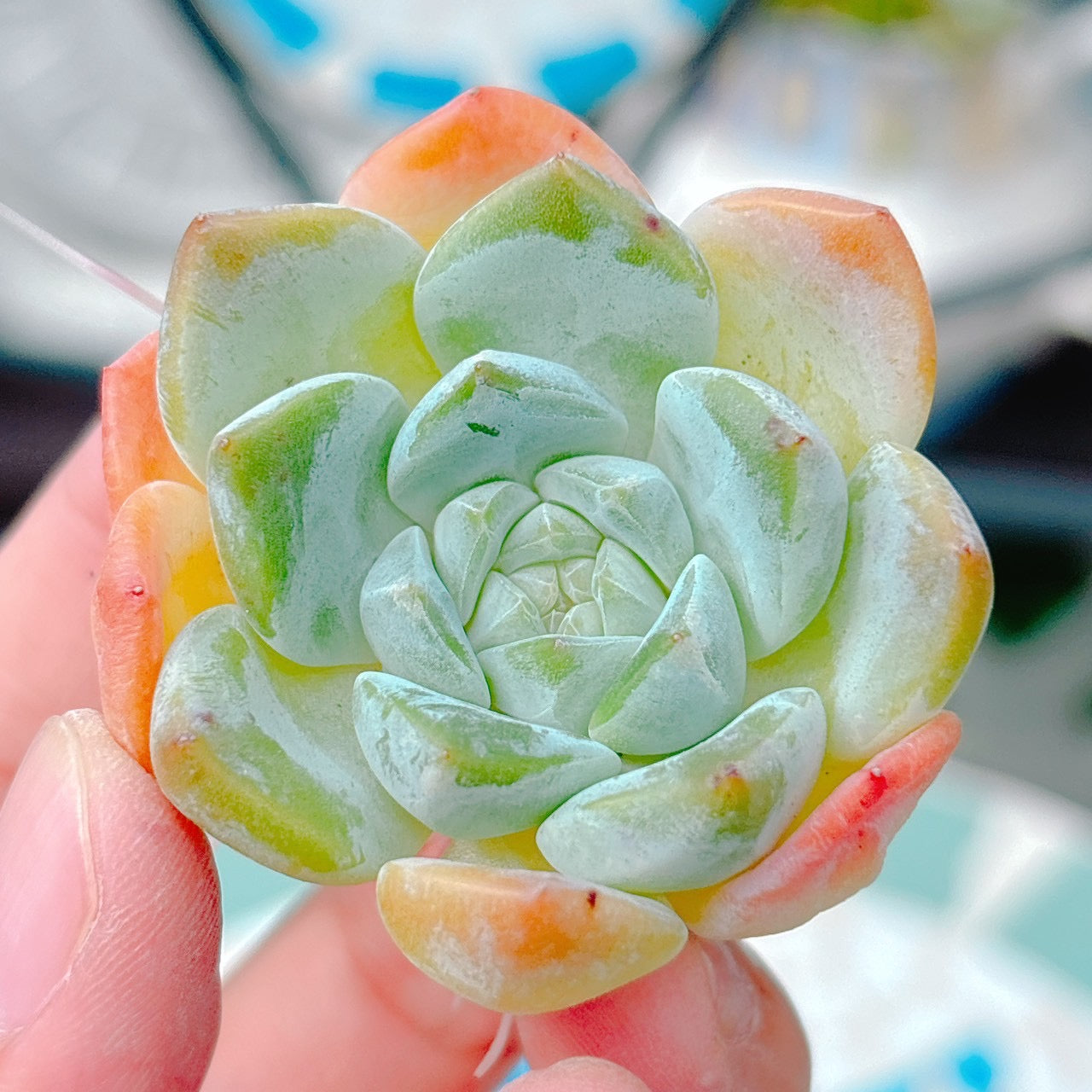 ビヨンテHyb A品