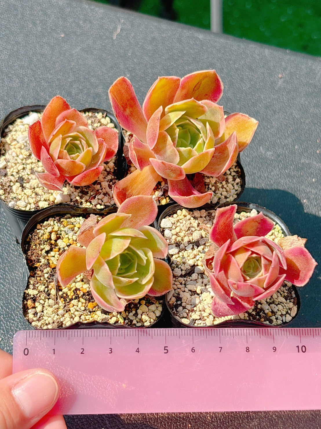 ウォッシュシルク　A品