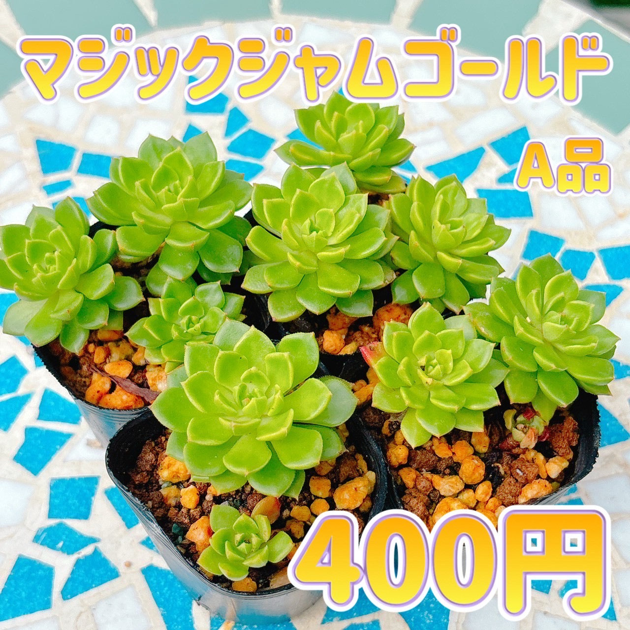 マジックジャムゴールド　A品