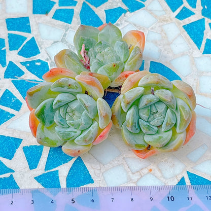 ビヨンテHyb A品