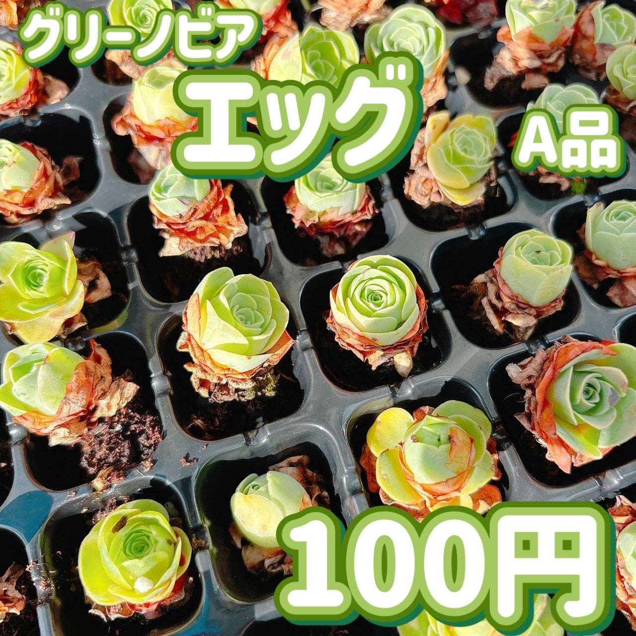 グリーノビア　エッグ　A品　プラグ苗