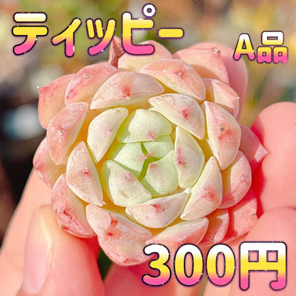 ティッピー　A品