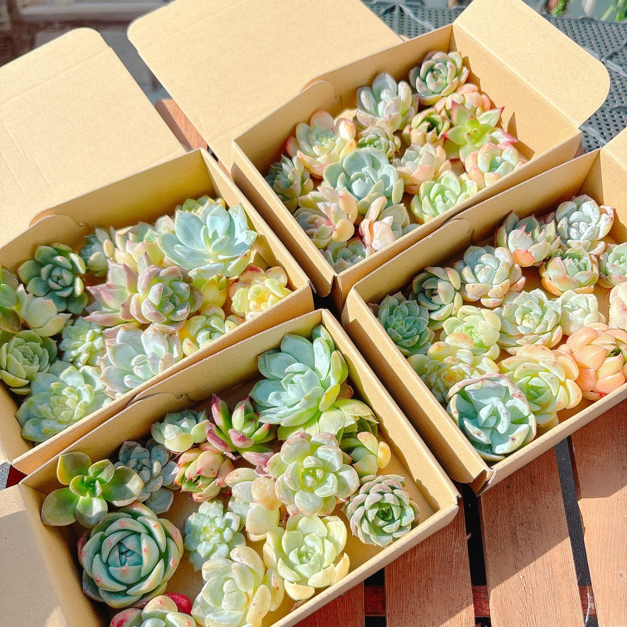 寄せ植えセット　A品