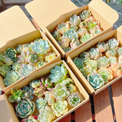 寄せ植えセット　A品