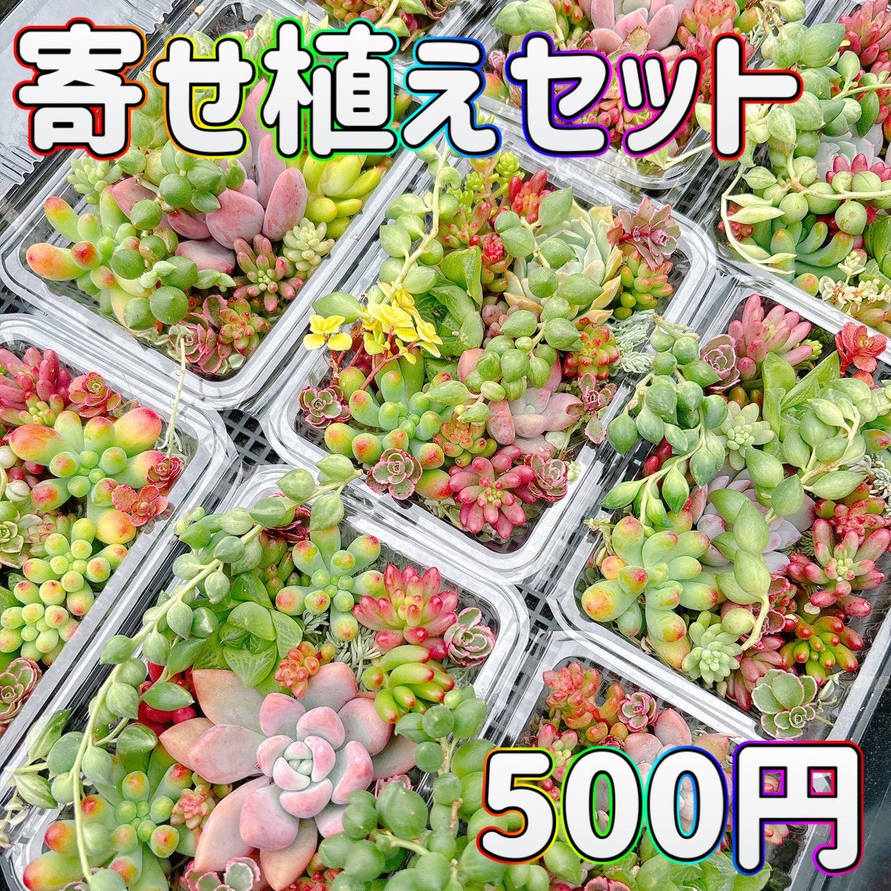 寄せ植えセット　A品