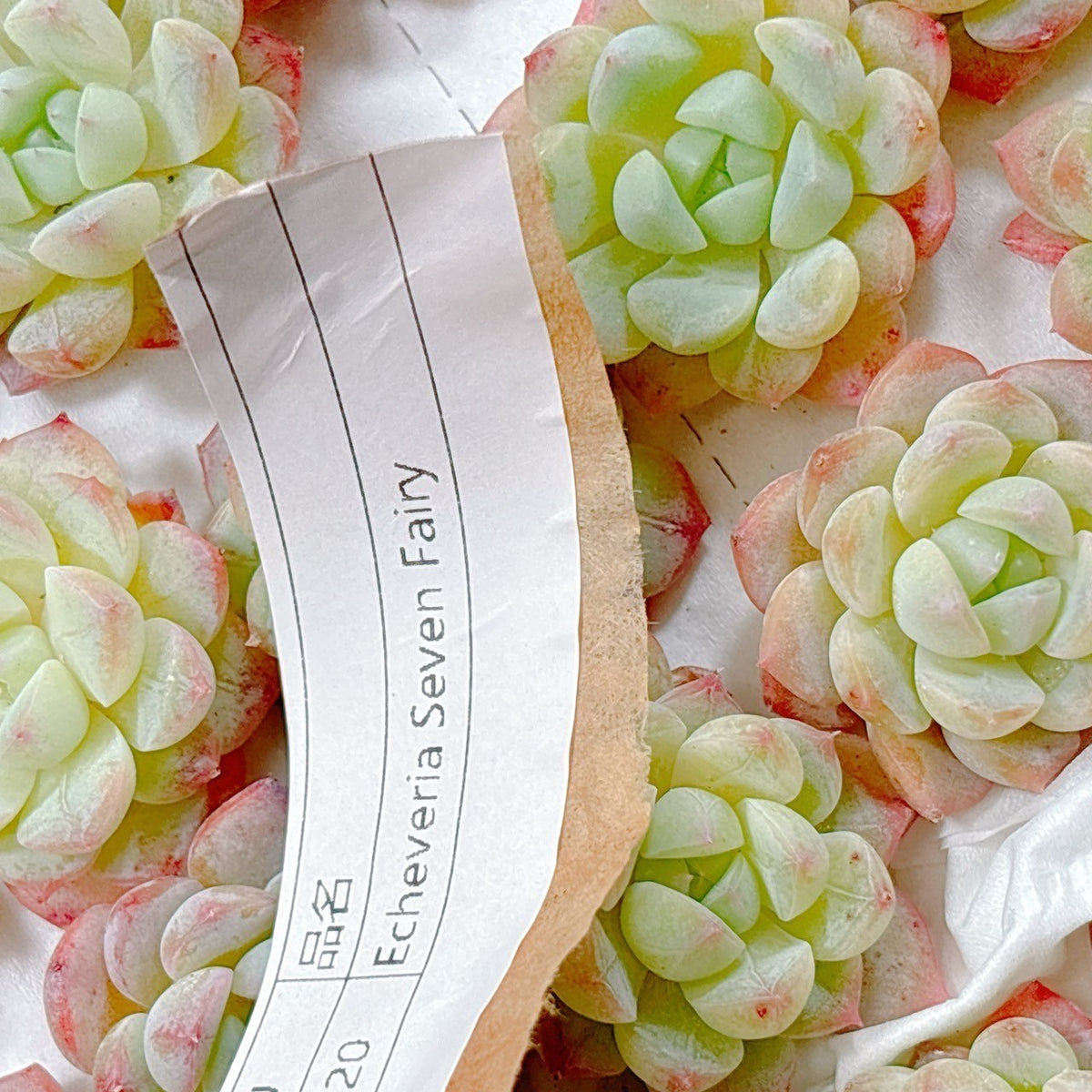 セブンフェアリー 小苗 A品 – Bull Succulent