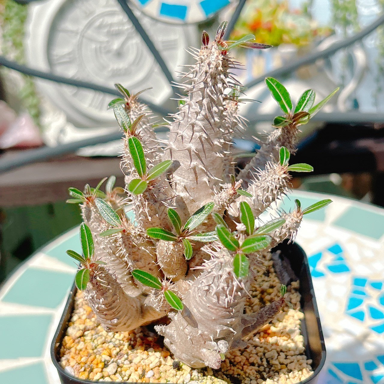パキポディウム　ロスラーツム　特級品