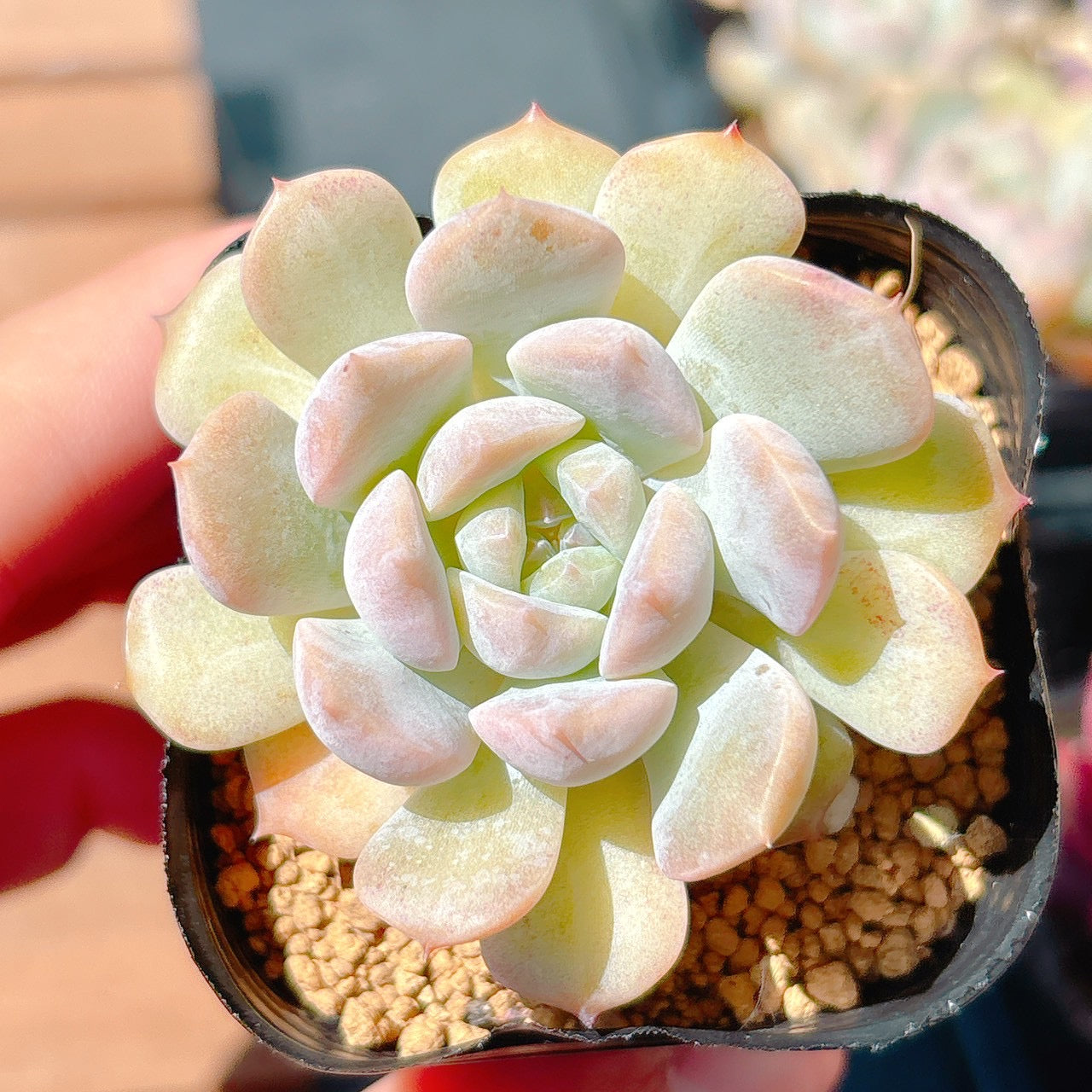 白桃　A品　36