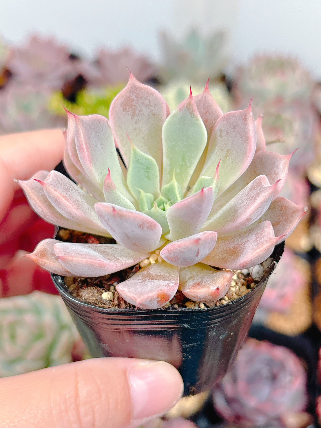 商品一覧 – Page 3 – Bull Succulent