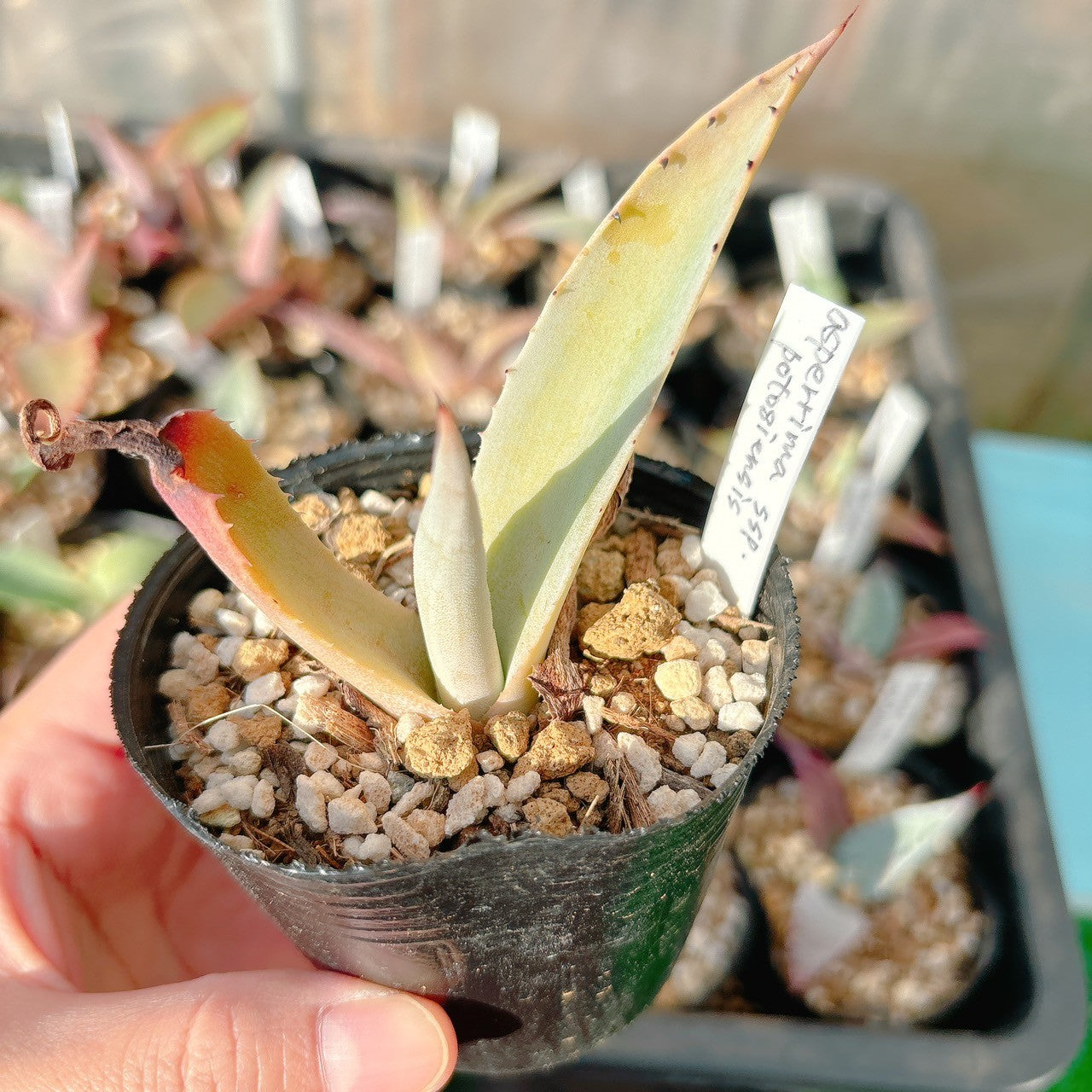 アガベ アスペリーマ ポトシエンシス 9 – Bull Succulent