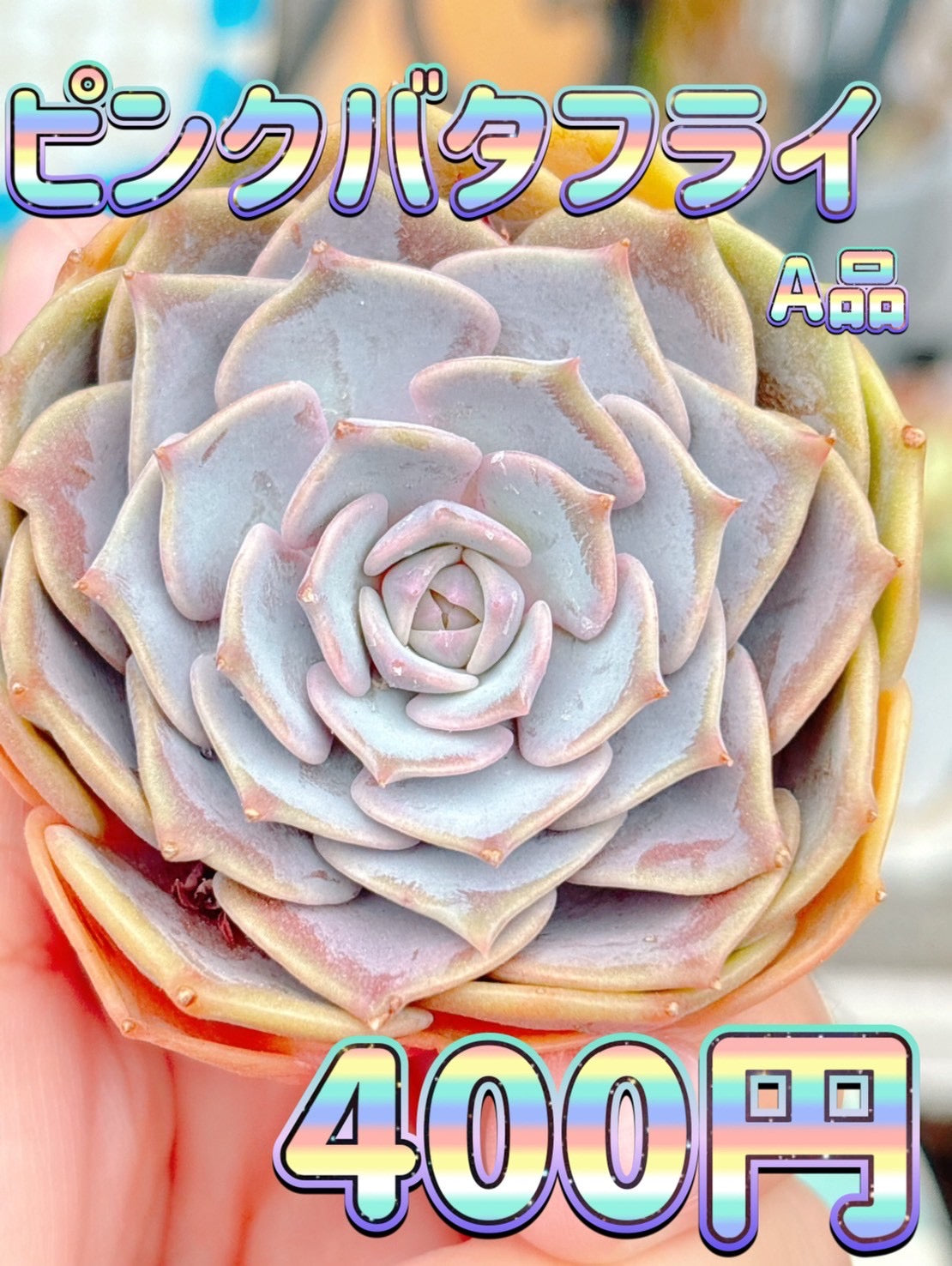 ピンクバタフライ　A品