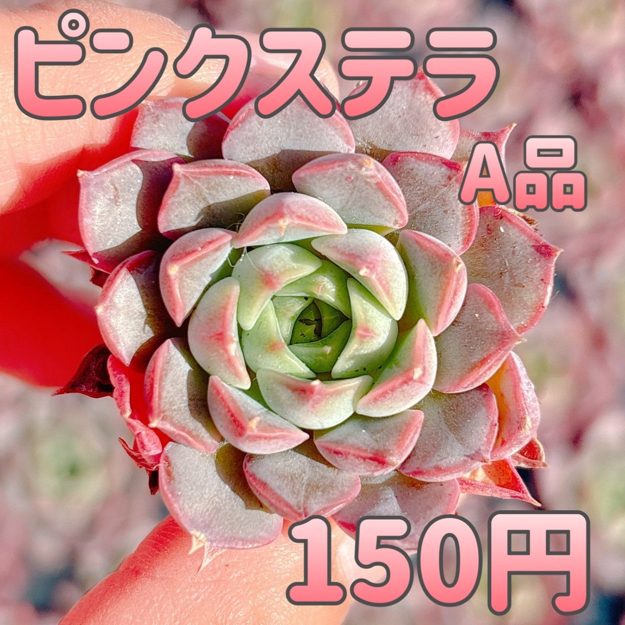 商品一覧 – Bull Succulent