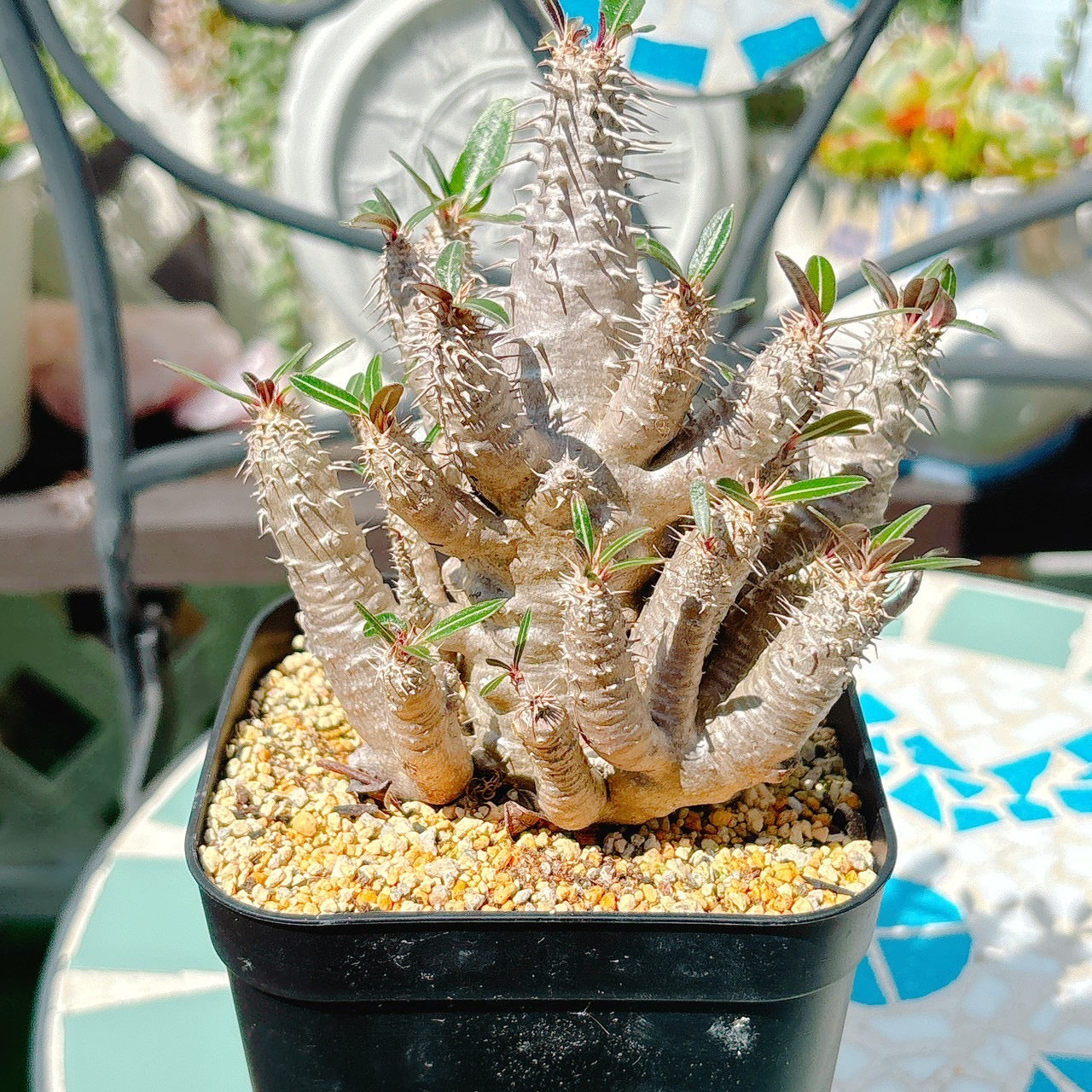 パキポディウム　ロスラーツム　特級品