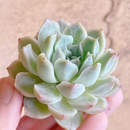 多肉植物