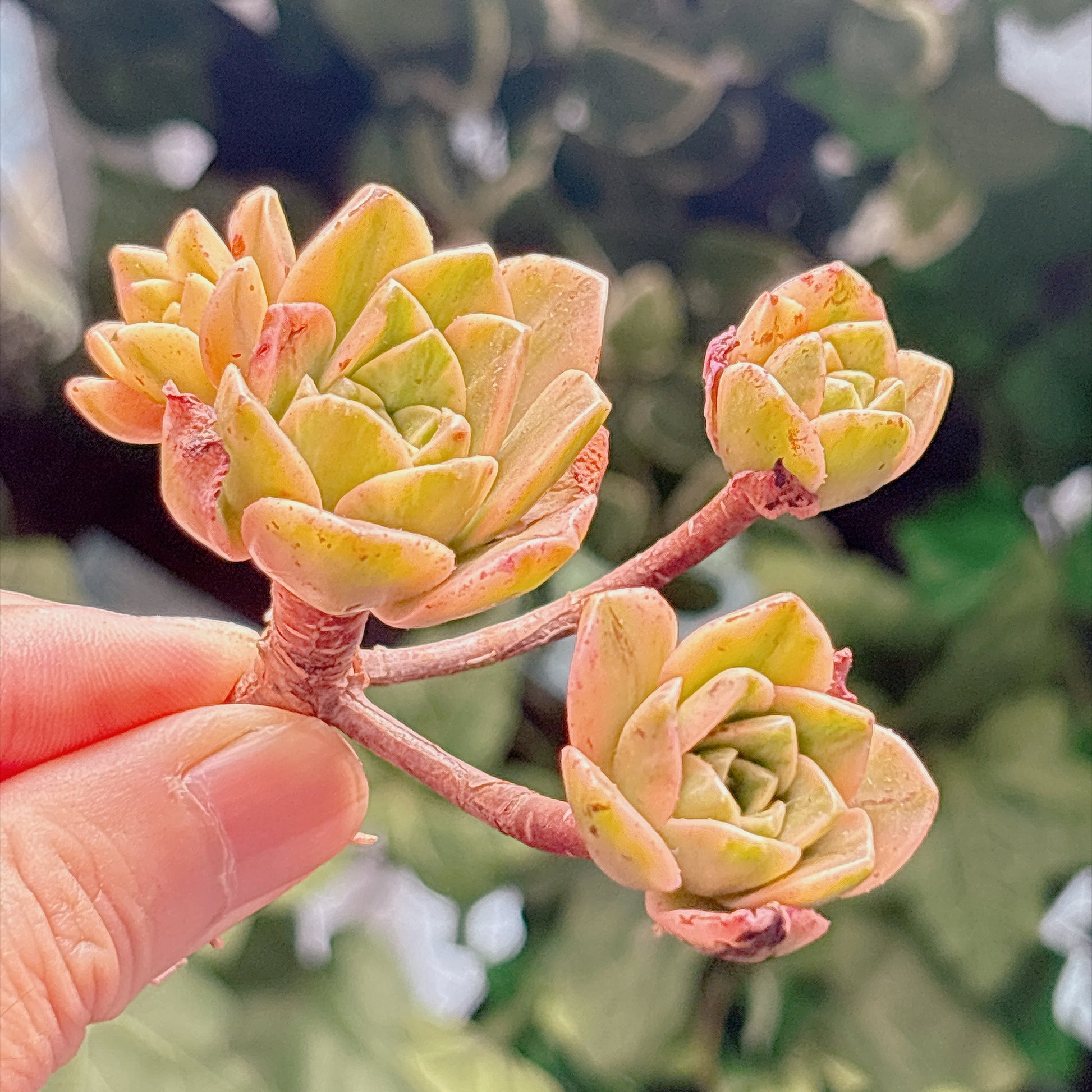 多肉植物