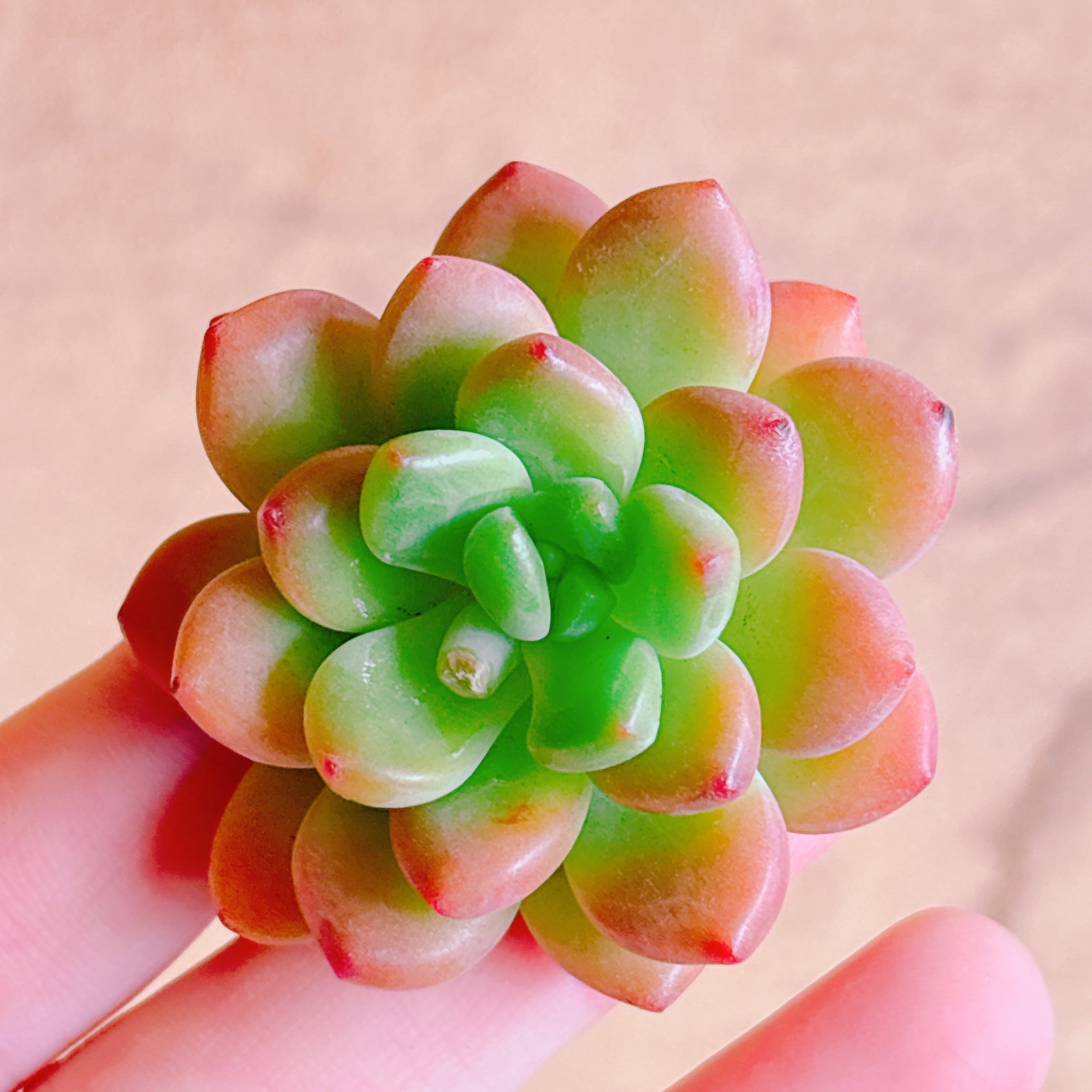 シャングリラ A品 カット苗 – Bull Succulent