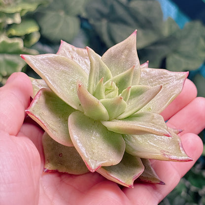 多肉植物