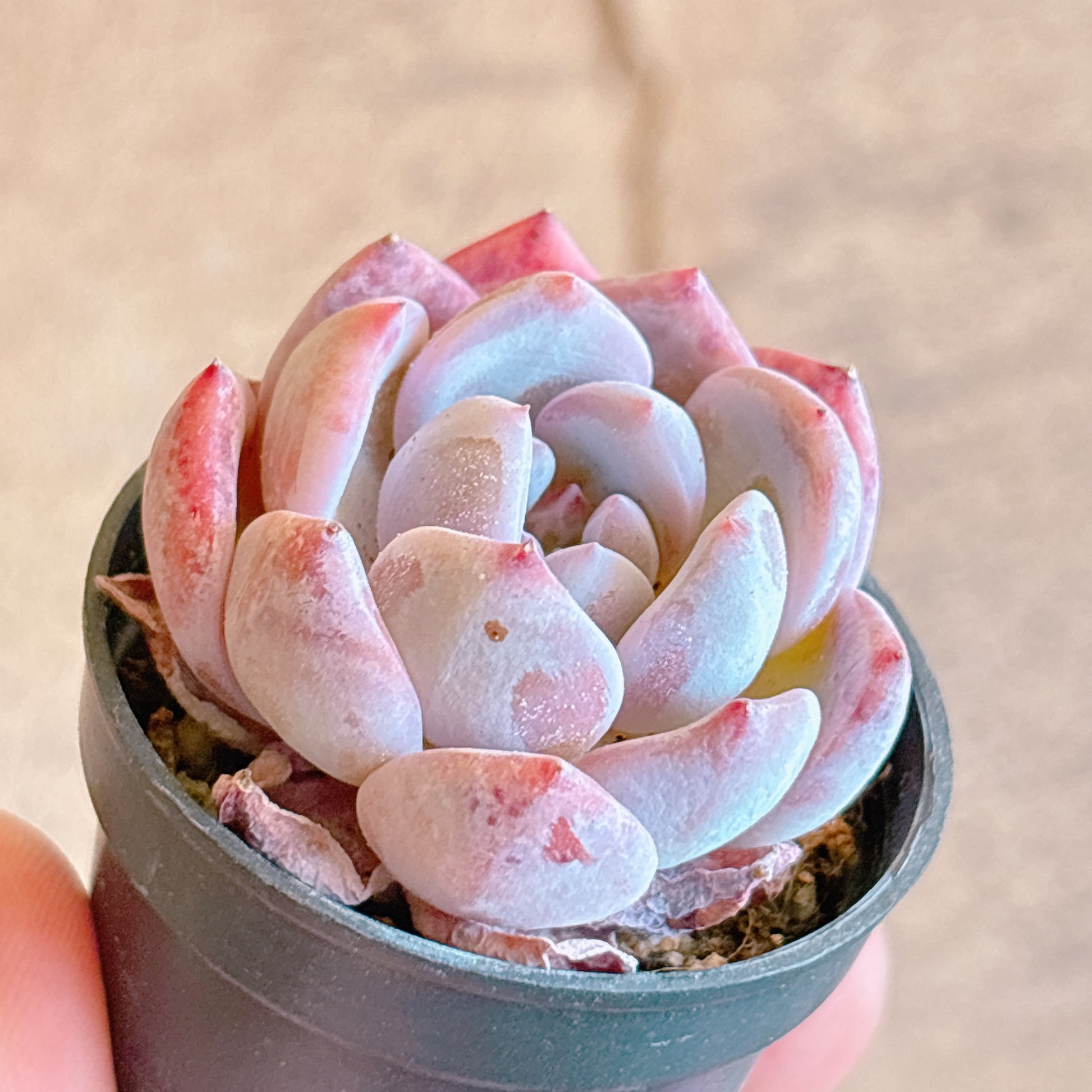 多肉植物