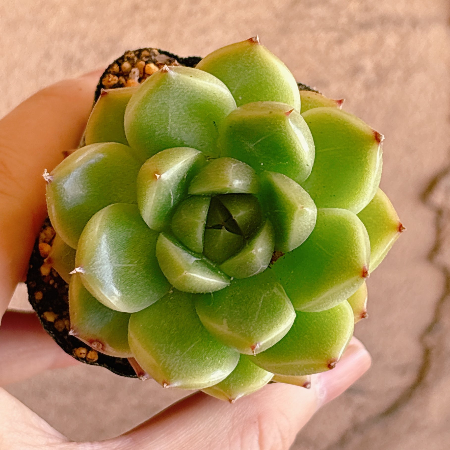 多肉植物