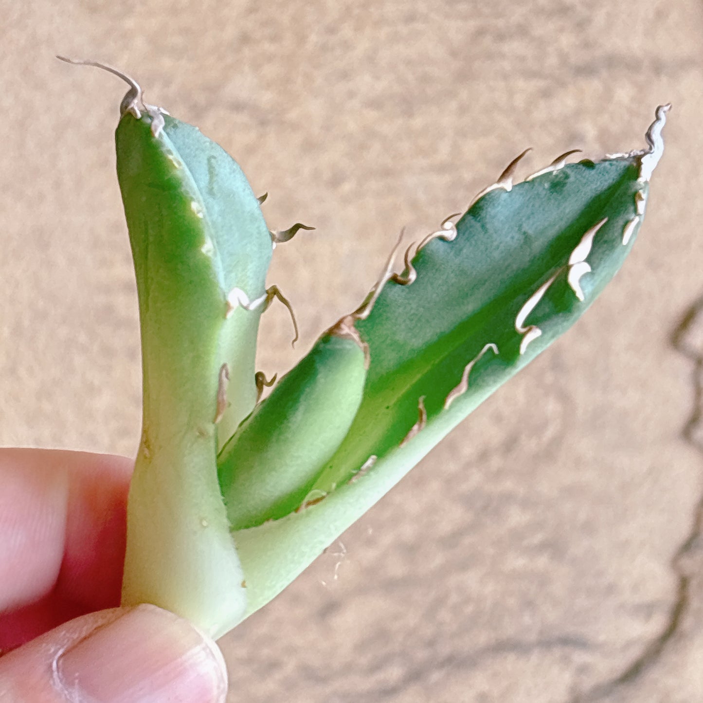 多肉植物