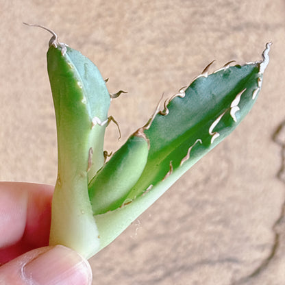 多肉植物
