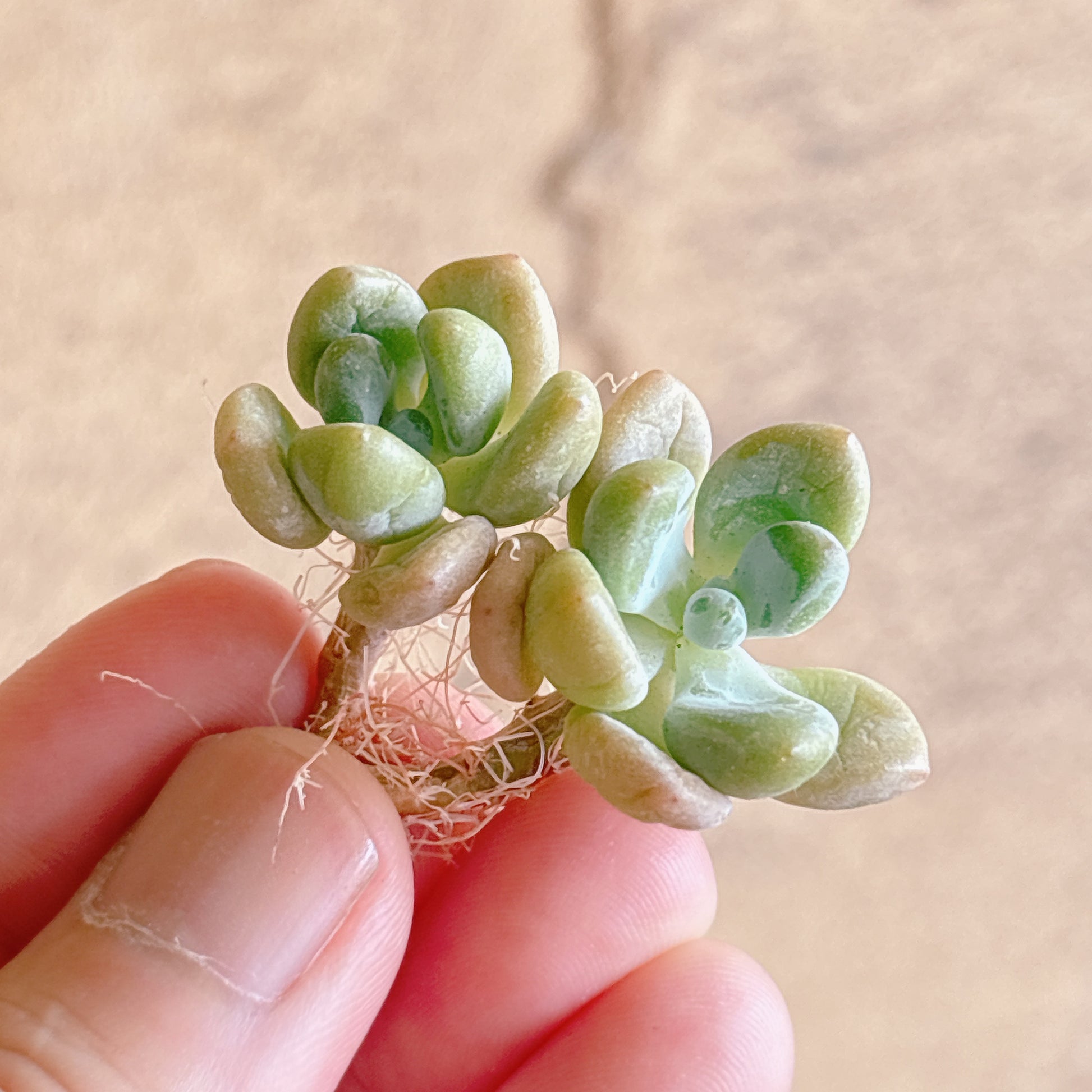 多肉植物
