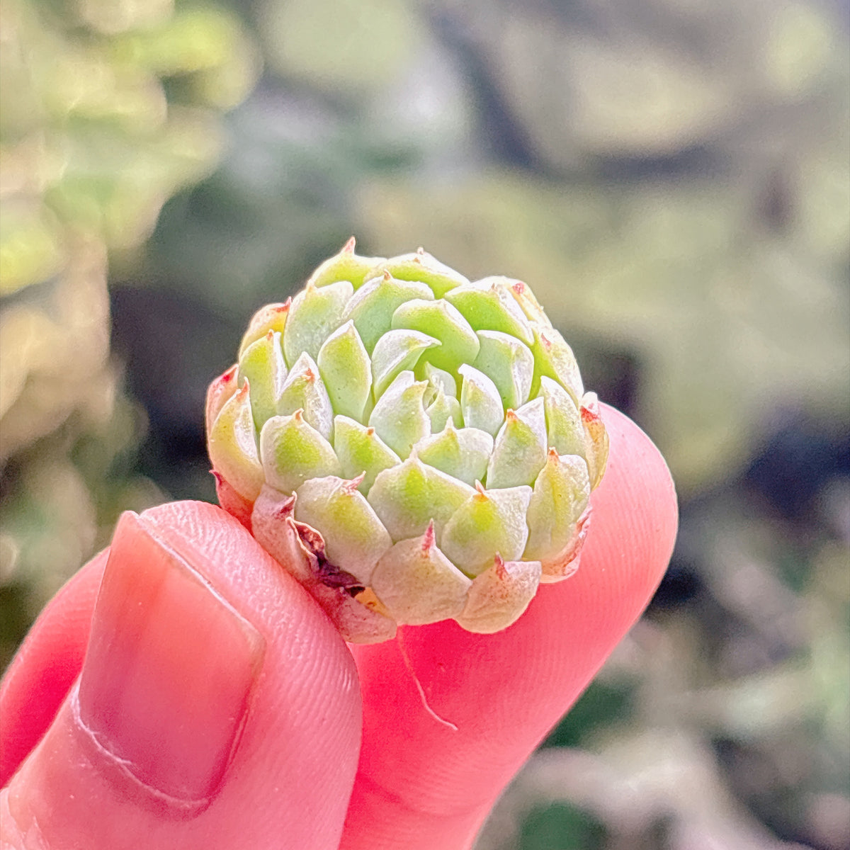 多肉植物