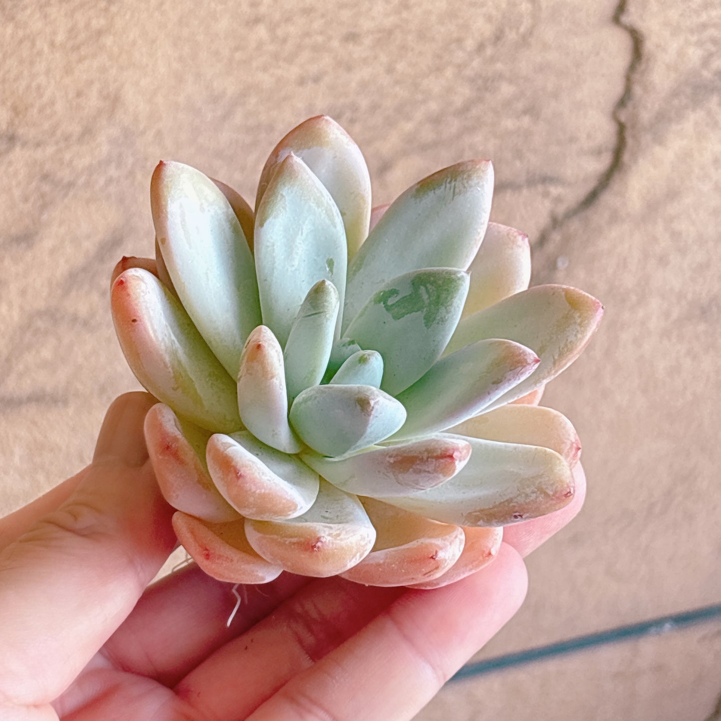 多肉植物