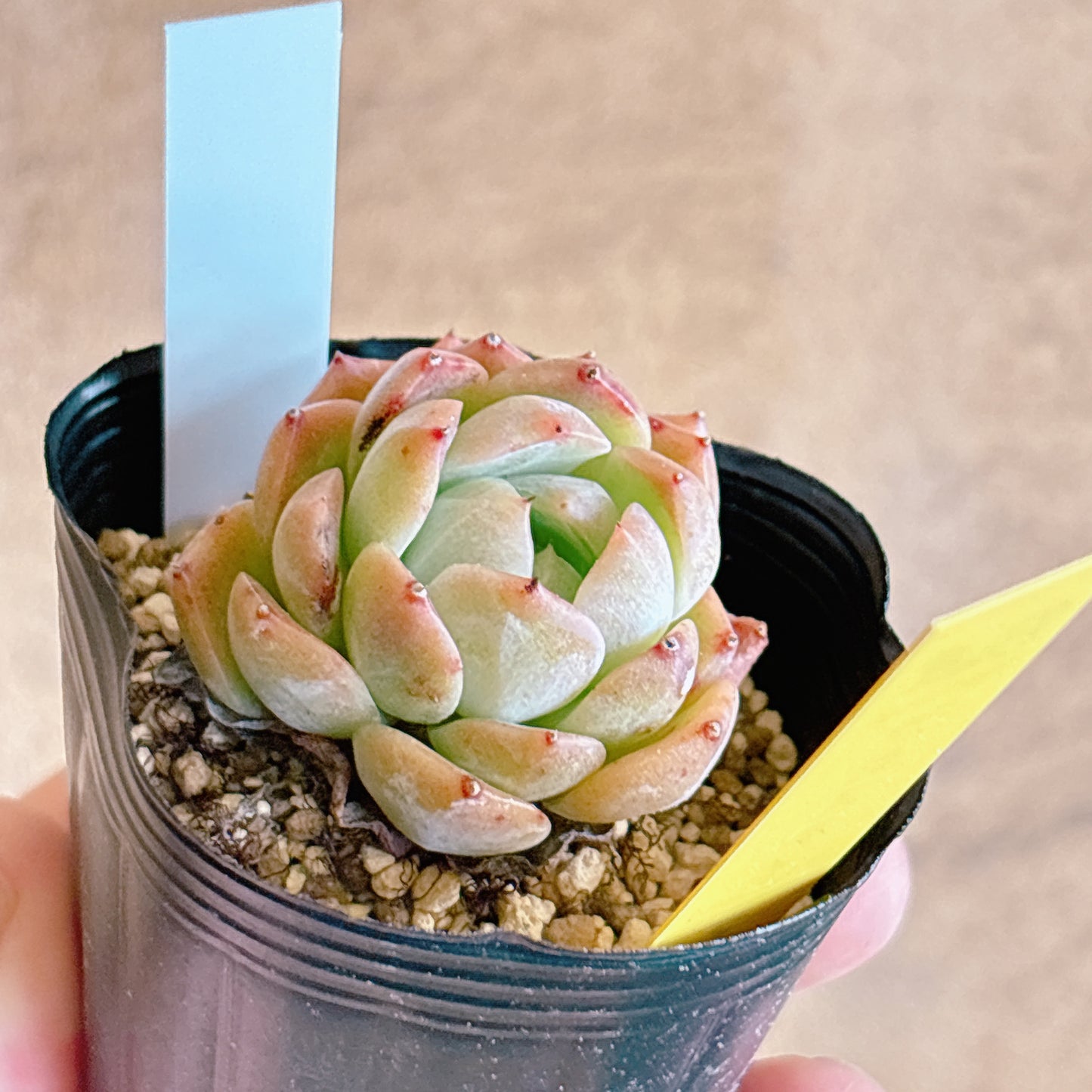 多肉植物