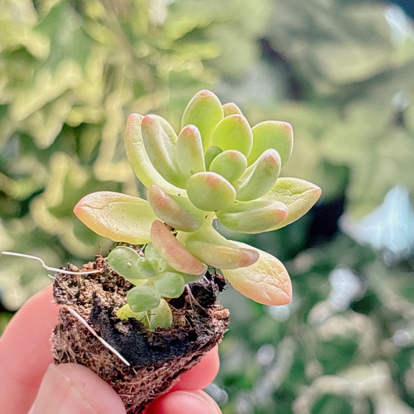 多肉植物