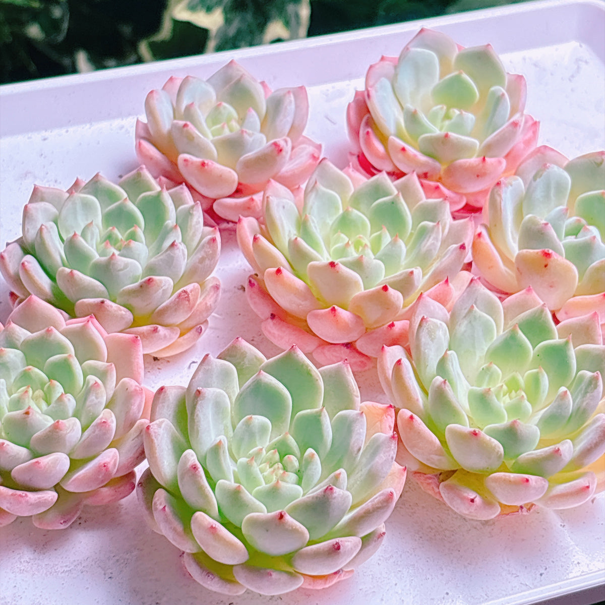 多肉植物