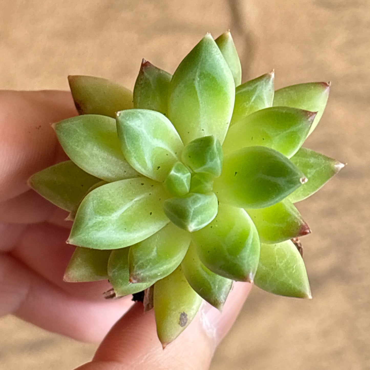 多肉植物