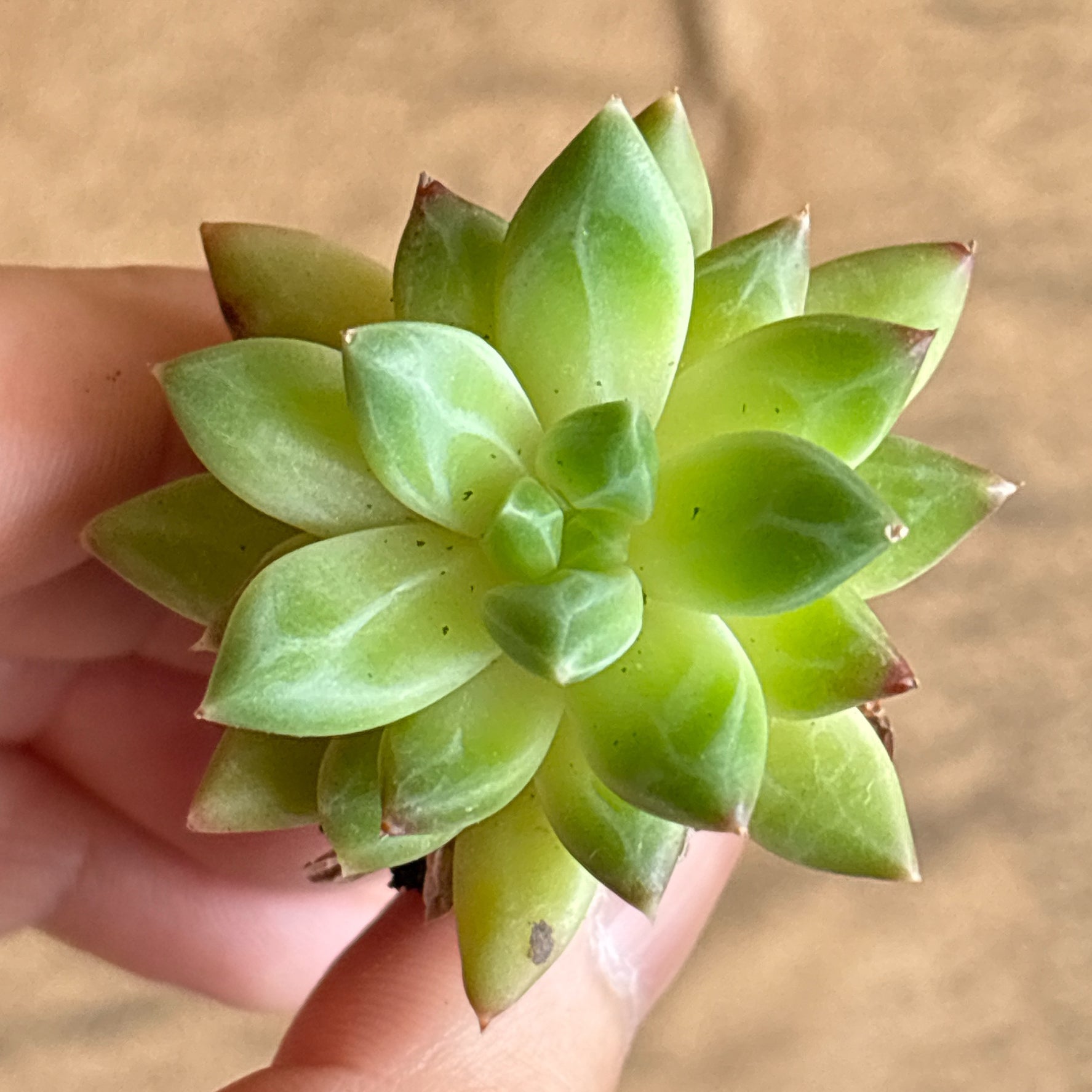 多肉植物