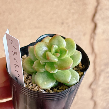 多肉植物