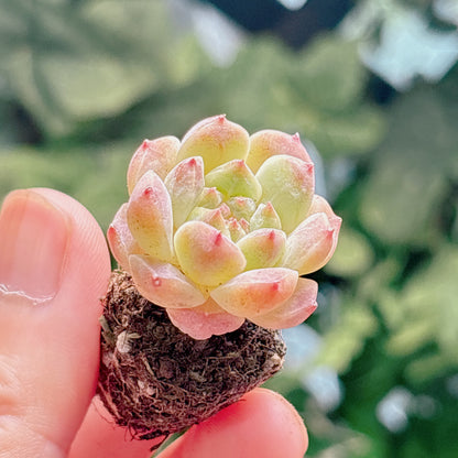 多肉植物