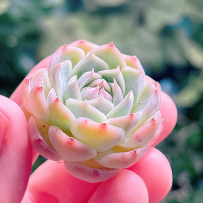 多肉植物