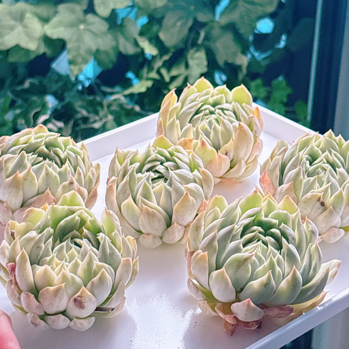 多肉植物