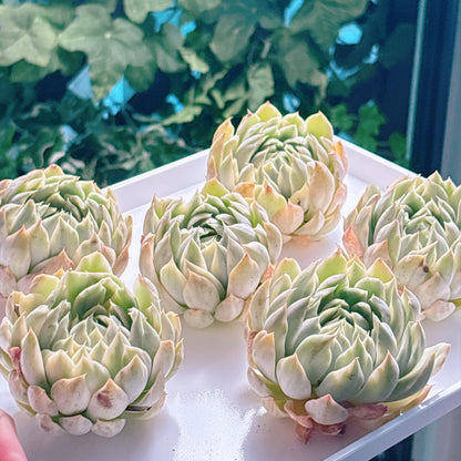 多肉植物