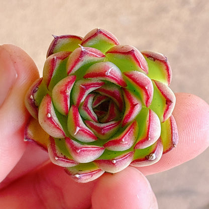 多肉植物
