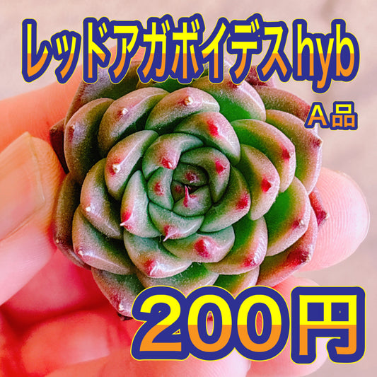 レッドアガボイデスhyb　A品　カット苗