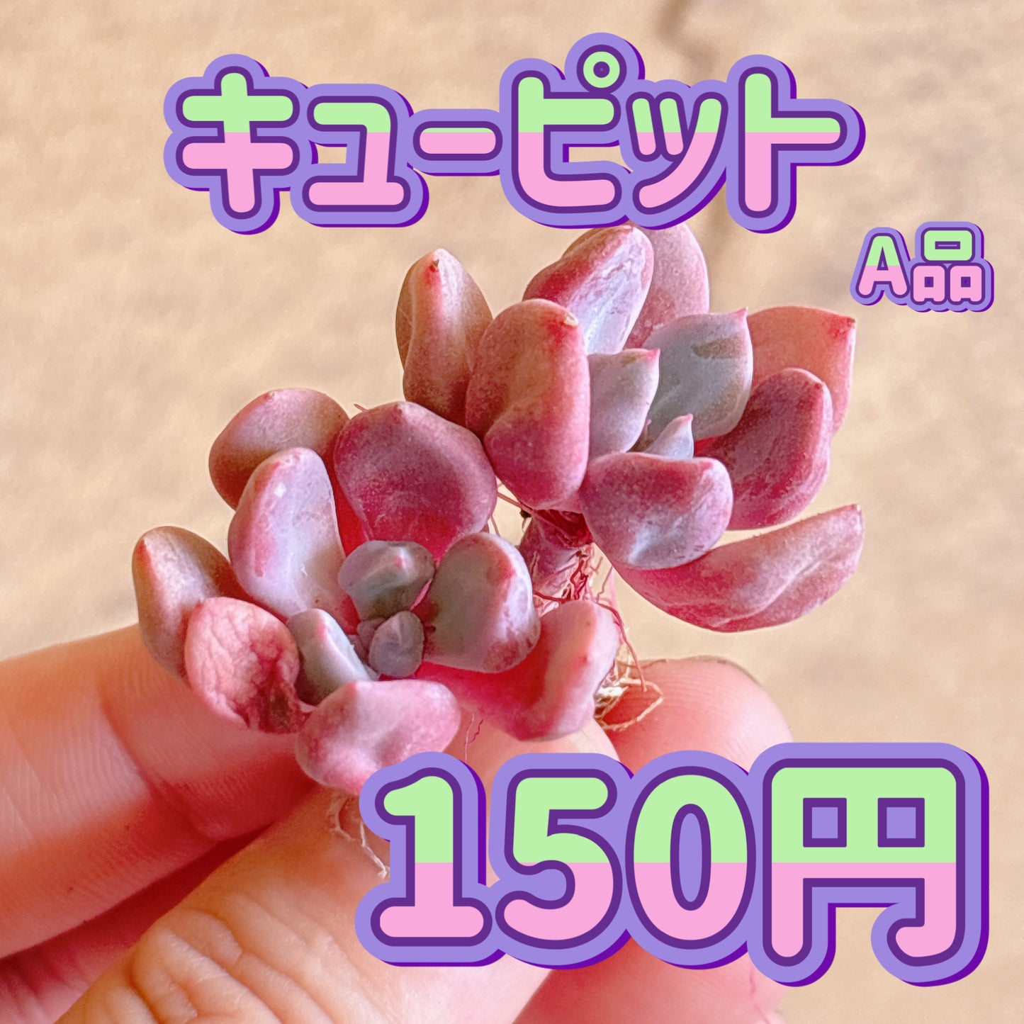 キューピット　A品　カット苗