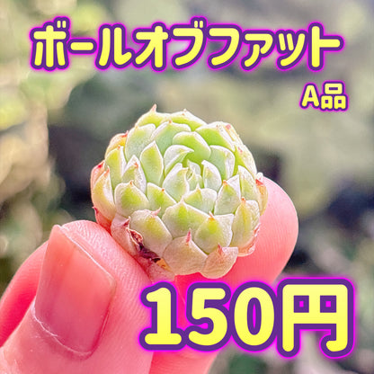 ボールオブファット　A品　カット苗