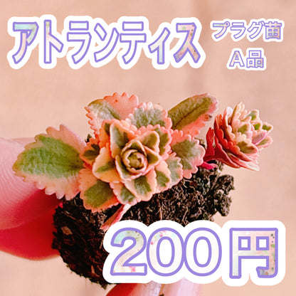 アトランティス　A品　プラグ苗