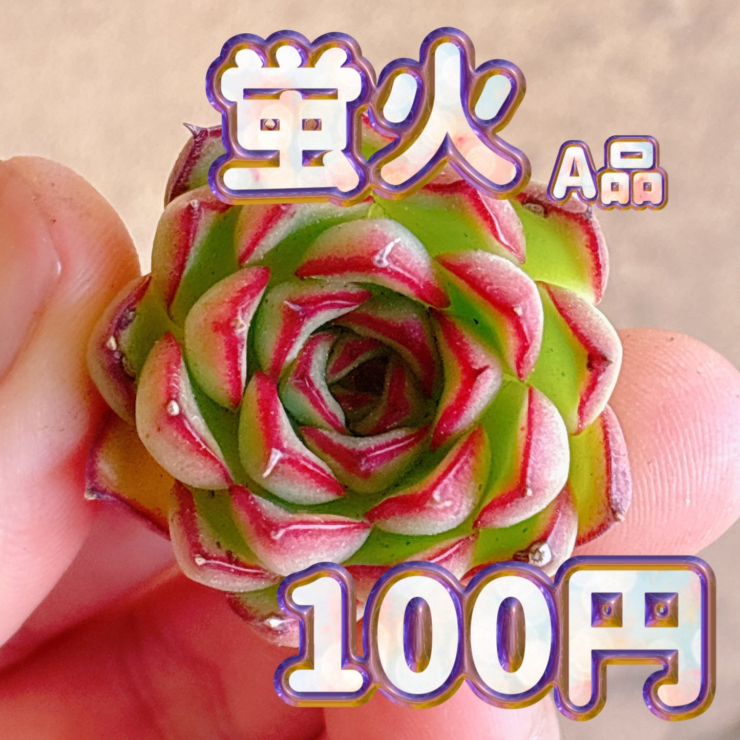 蛍火　A品　カット苗