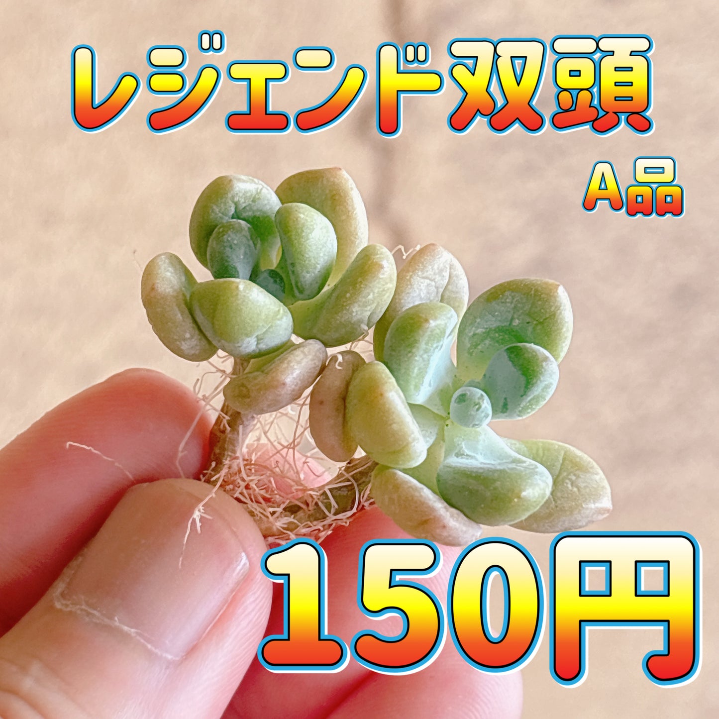 レジェンド双頭　A品　カット苗