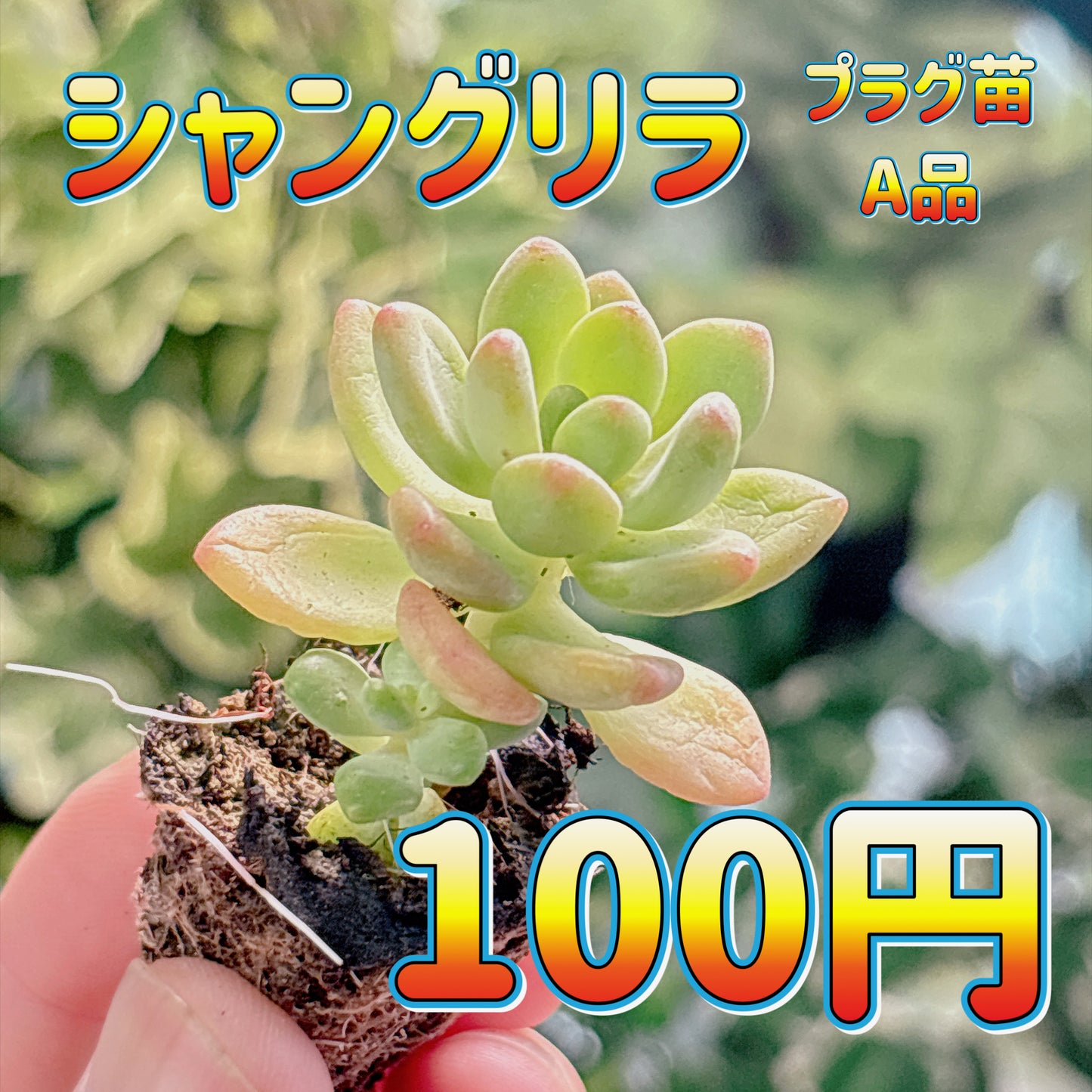 シャングリラ　A品　プラグ苗