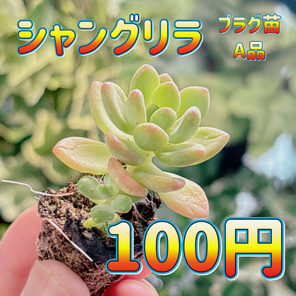 シャングリラ　A品　プラグ苗