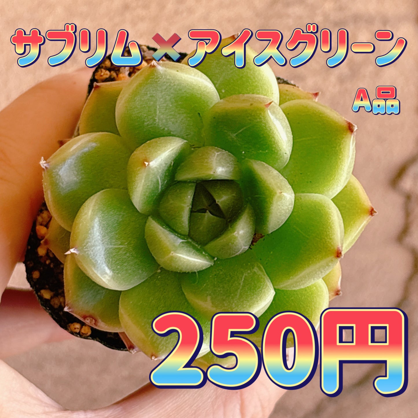 サブリム×アイスグリーン　A品　根付き苗